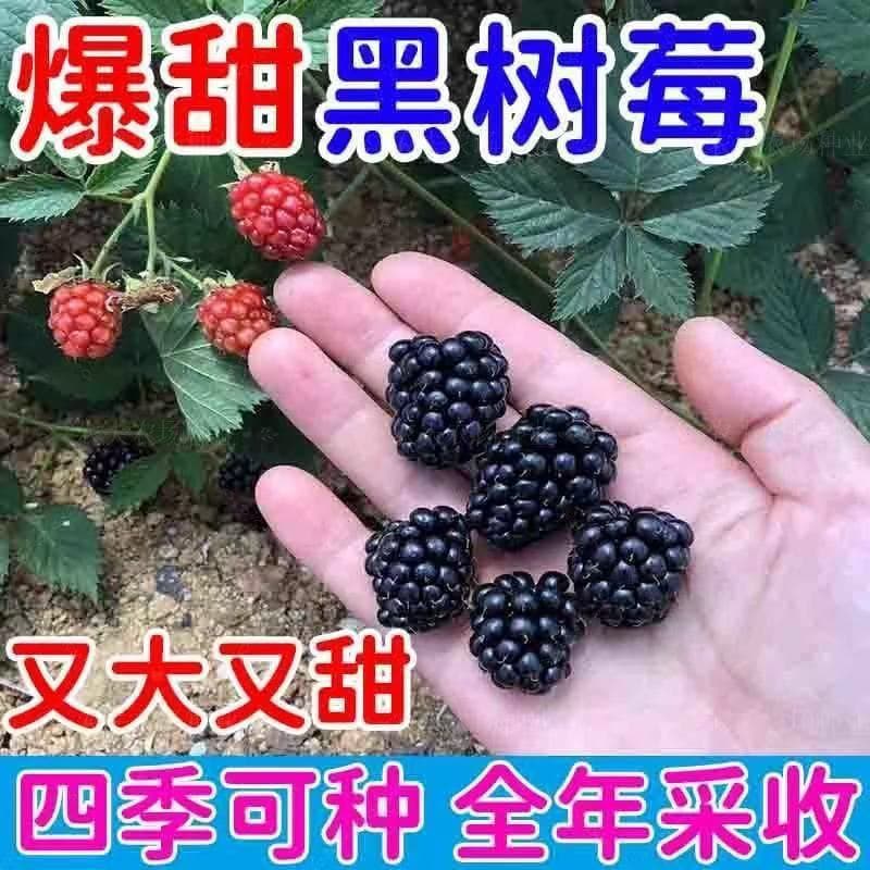 Potted Raspberry Seeds Seedlings Raspberry Thorn Bubble Seedlings Blueberry Seedlings Red Raspberry Fruit Seedlings Bubble Seedlings Raspberry
