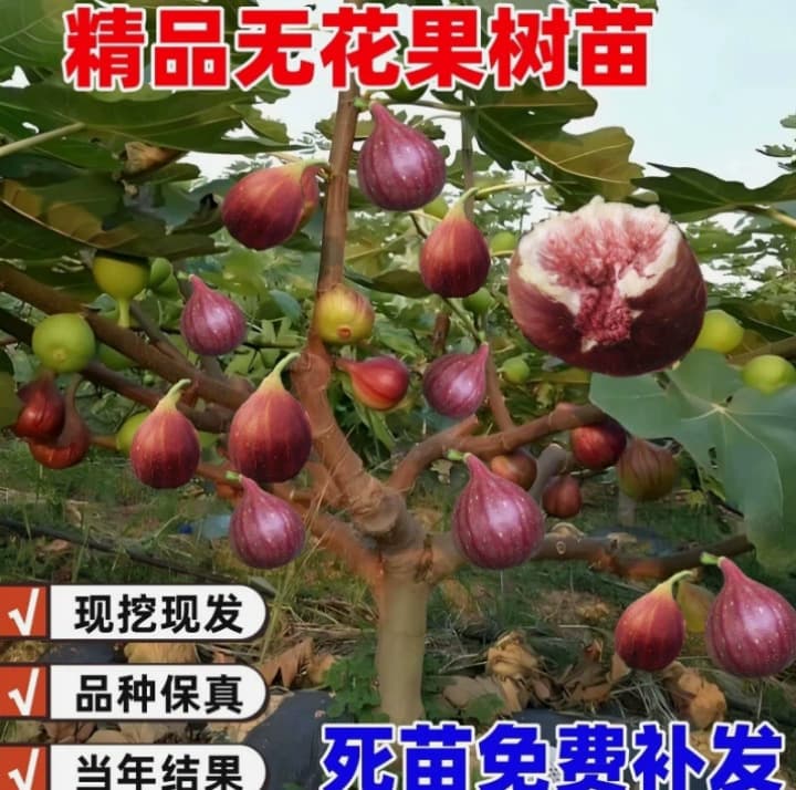 Fig Tree Large Seedling, Four-Season Potted Dwarf Garden Variety, Brown Turkey, Bears Fruit Same Year, Fresh Seedling Tree