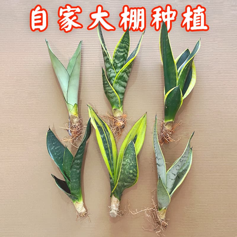 Snake plant, a rare variety of dwarf golden-edged white jade plant grown hydroponically, with club-shaped leaves and silver veins, is a potted flower.