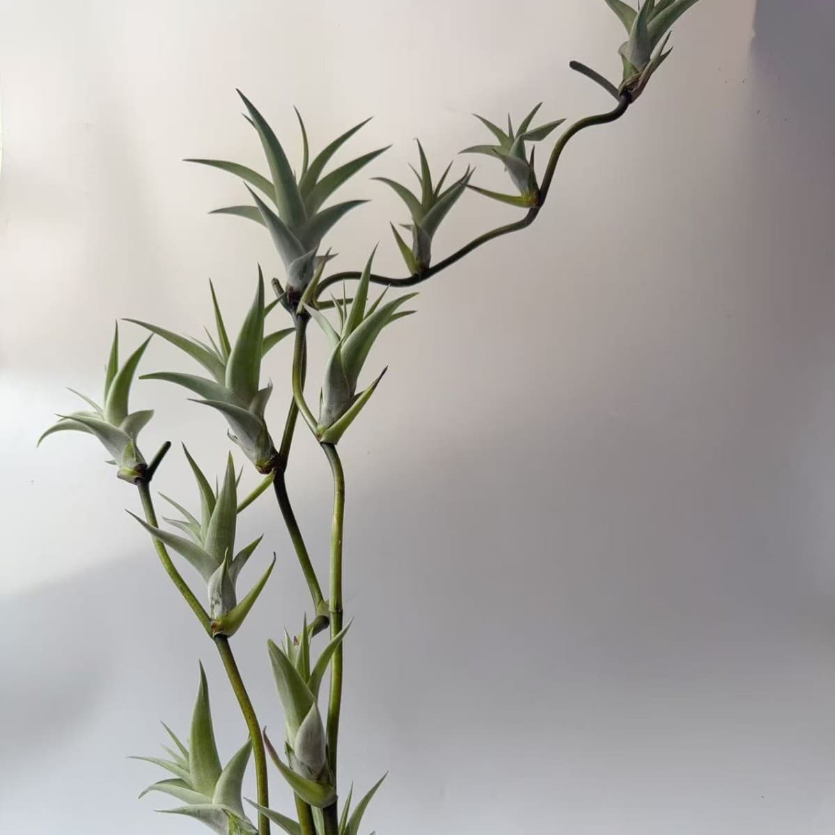 Manufacturer Direct, Base Shipping - Air Plant Soilless Plants, Wood Handle Whirlwind Floral Arrangement Landscaping Wholesale