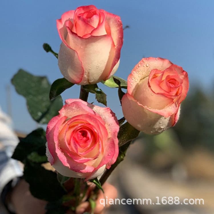 Elsa rose seedlings, Duke of Wedgwood potted roses, suitable for year-round planting and blooming in the same year, European rose.