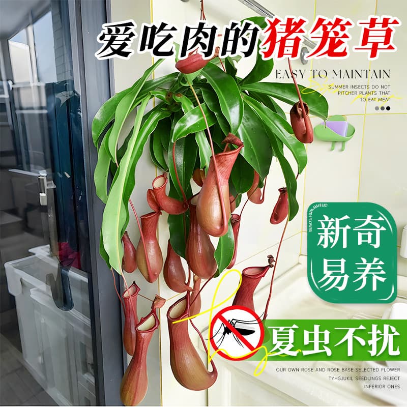 Pitcher Plant Potted Indoor Living Room Four Seasons Flower Balcony Carnivorous Mosquito Repellent Flycatcher Garden Easy to Grow Hanging Plant