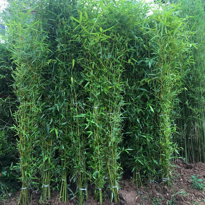 Bamboo seedlings for garden landscaping: Gold-inlaid-Jade bamboo, Purple bamboo, Green bamboo, Moso bamboo, Arhat bamboo, large ground-planted seedlings