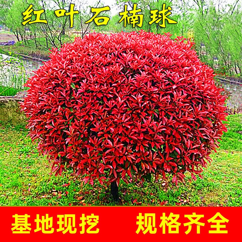 Drop Shipping Red Photinia Ball Seedlings, Courtyard Ground Planting Red Robin Small Seedlings, Hedge Wall Greening Plants, Four-Season Evergreen