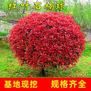 Drop Shipping Red Photinia Ball Seedlings, Courtyard Ground Planting Red Robin Small Seedlings, Hedge Wall Greening Plants, Four-Season Evergreen