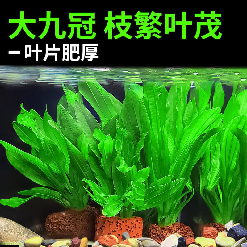 Aquatic Plant Fish Tank Landscaping Large Leaf Green Echinodorus Aquarium Plant, Low-Maintenance Water Purifying Plant, Mini Echinodorus