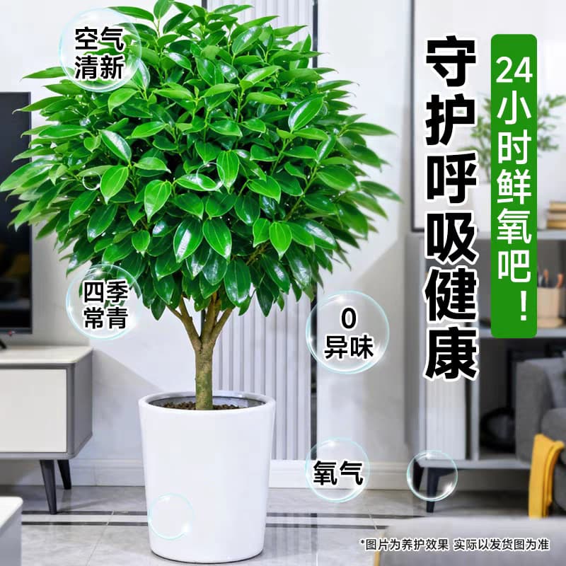 Peace Tree Living Room Potted Plant Large Green Plant Premium Look Old Stump Indoor Prosperity Green Plant Evergreen Plant