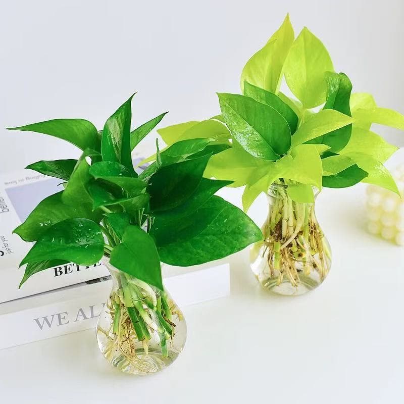 Golden Pothos Small Leaf Glass Vase Potted Plant Lazy Easy Care Hydroponic Indoor Desktop Greenery Shade Tolerant
