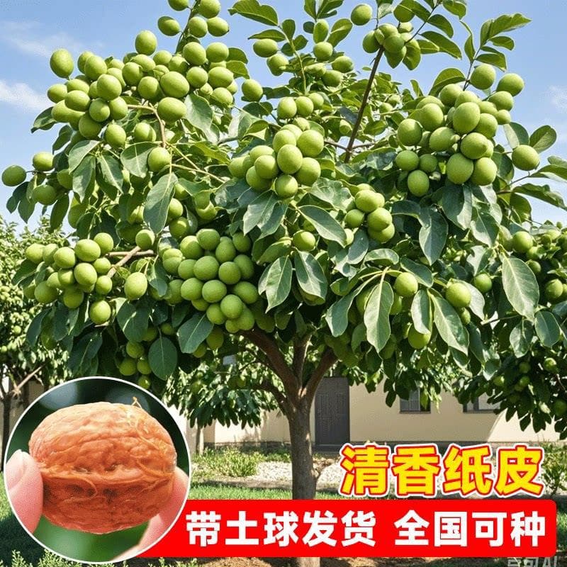 Grafted walnut saplings planted in the ground thin-skinned 8518 paper-skinned walnut saplings fruit saplings planted in the north and south will bear fruit in the same year