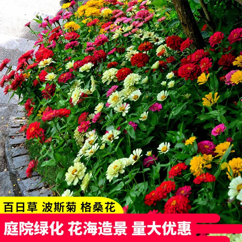 Four Seasons Wildflower Combination Seeds Cosmos Zinnia Sulfur Chrysanthemum Seeds Rural Flower Sea Scenic Area Flower Seeds
