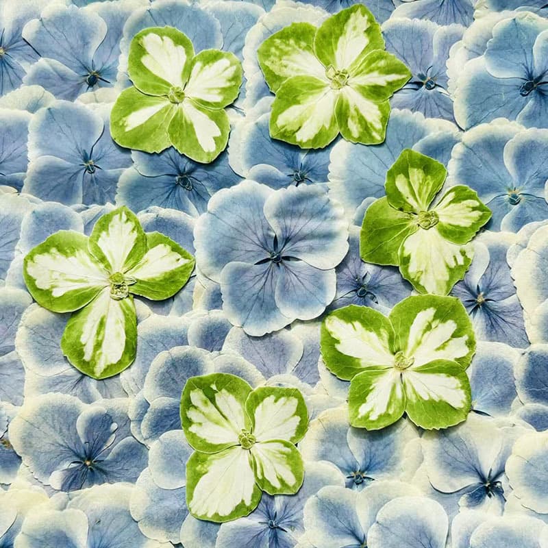 Peacock Hydrangea Real Flower Plant Specimen Creative Resin Handmade Pressed Flower Frame Bookmark DIY Dried Flower Material