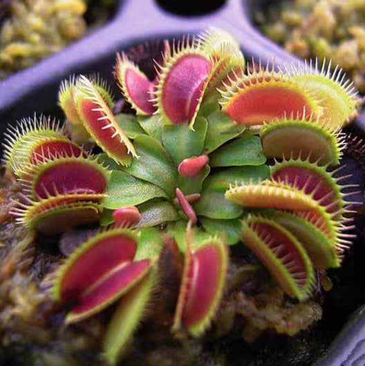 Venus Flytrap Potted Plant with Self-Watering Pot, Indoor Summer and Autumn Mosquito Repellent, Fly Catcher, Carnivorous Plant, Large Seedling Green Plant