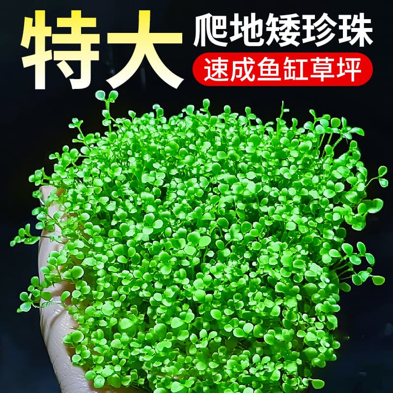 Japanese Dwarf Baby Tears Aquarium Landscape Water Grass Aquatic Plant Carpet Pearl Grass Live Aquarium Plant Direct from Farm