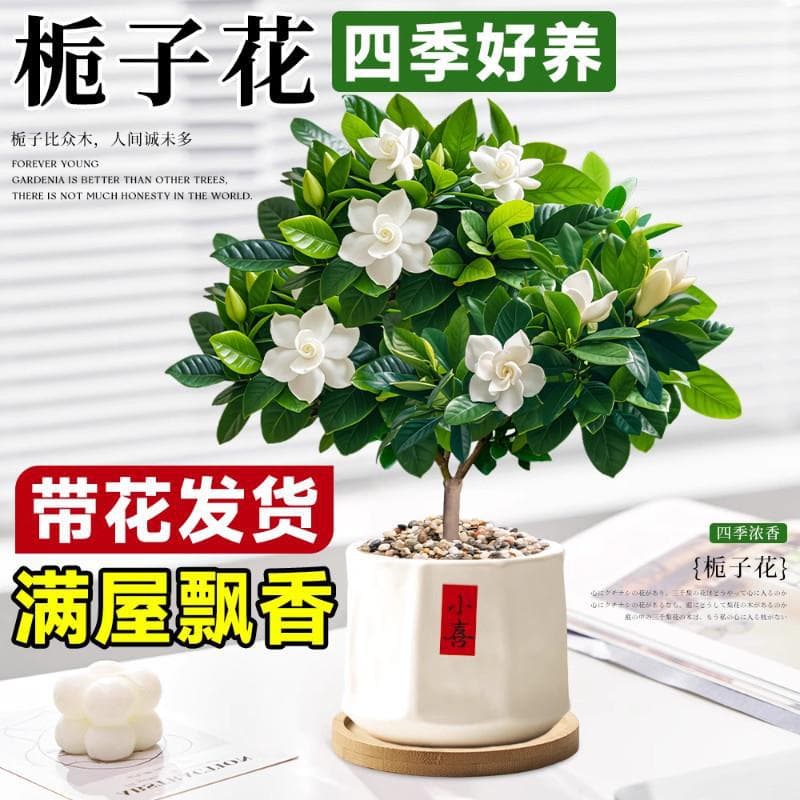 Standard Lollipop Gardenia Potted Plant, Blooms All Seasons, Indoor Desktop Tea Table, Easy-Care Flowering Bonsai