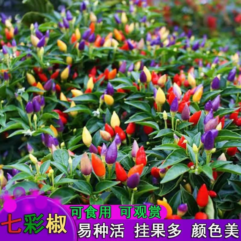 Colorful pepper seeds, ornamental peppers, balcony potted plants, courtyard planting, facing-heaven peppers, farm crops, light vegetable seeds