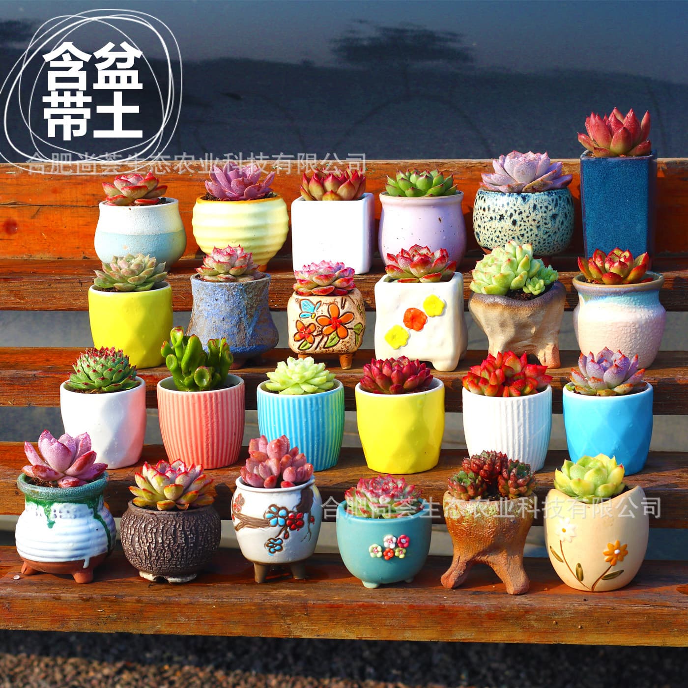 Succulent plant combination indoor small potted plant with ceramic flower pot cactus green plant creative kindergarten potted gift