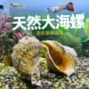 Large Conch Fish Tank Landscape Fish Shrimp and Crab Avoidance Breeding House Cave Fish Tank Decoration Landscape Aquarium Decoration Conch