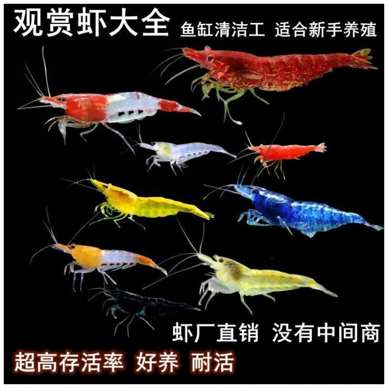 Large Freshwater Ornamental Shrimp, Hardy Small Aquarium Shrimp for Mixed Tanks, Algae-Eating Black Shell Shrimp, Beginner-Friendly Ornamental Shrimp Manufacturer