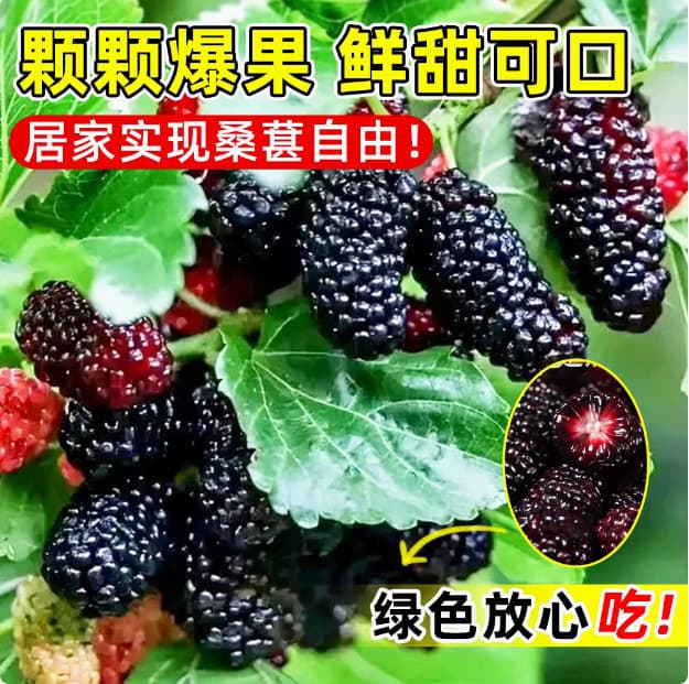 Mulberry Sapling Seedless Big Ten Taiwan Long Mulberry Sapling Mulberry Fruit Sapling Ground Cover Mulberry Sapling Four-Season Fruiting