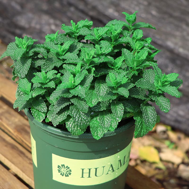 Edible Fresh Mint Potted Plant, Refreshing Tea Herb for Cold Drinks, Easy-to-Grow Indoor Plant