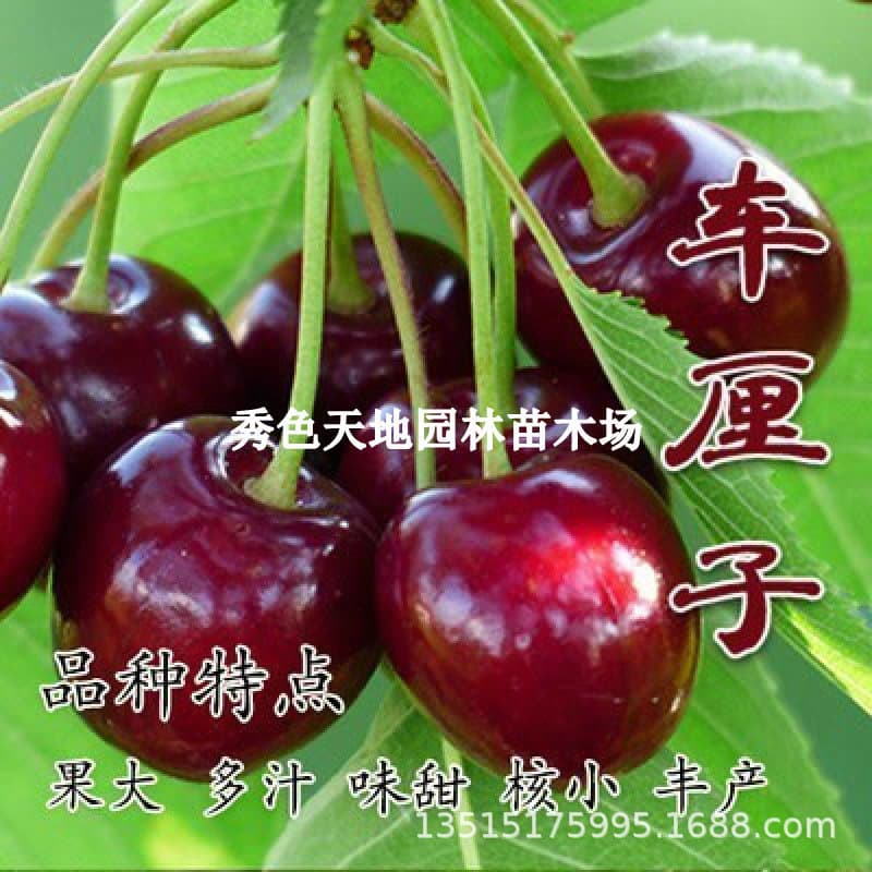 Cherry tree seedlings for planting in northern and southern regions, potted garden fruit trees, dwarf cherry trees, large cherry tree saplings