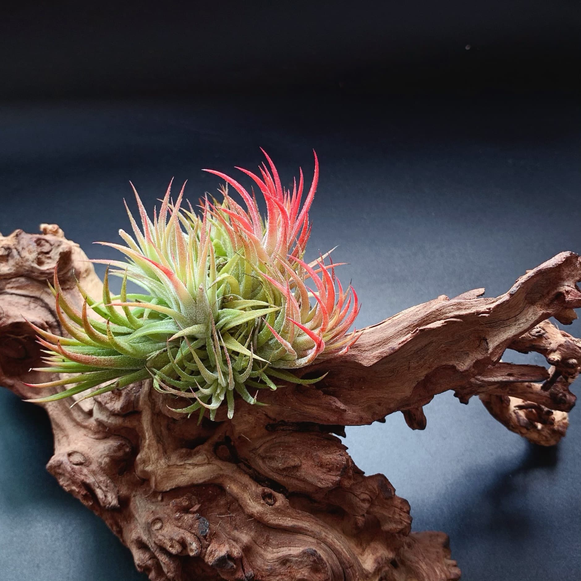 Manufacturer Direct, Base Shipping - Air Plant Soilless Swan Elf Variety