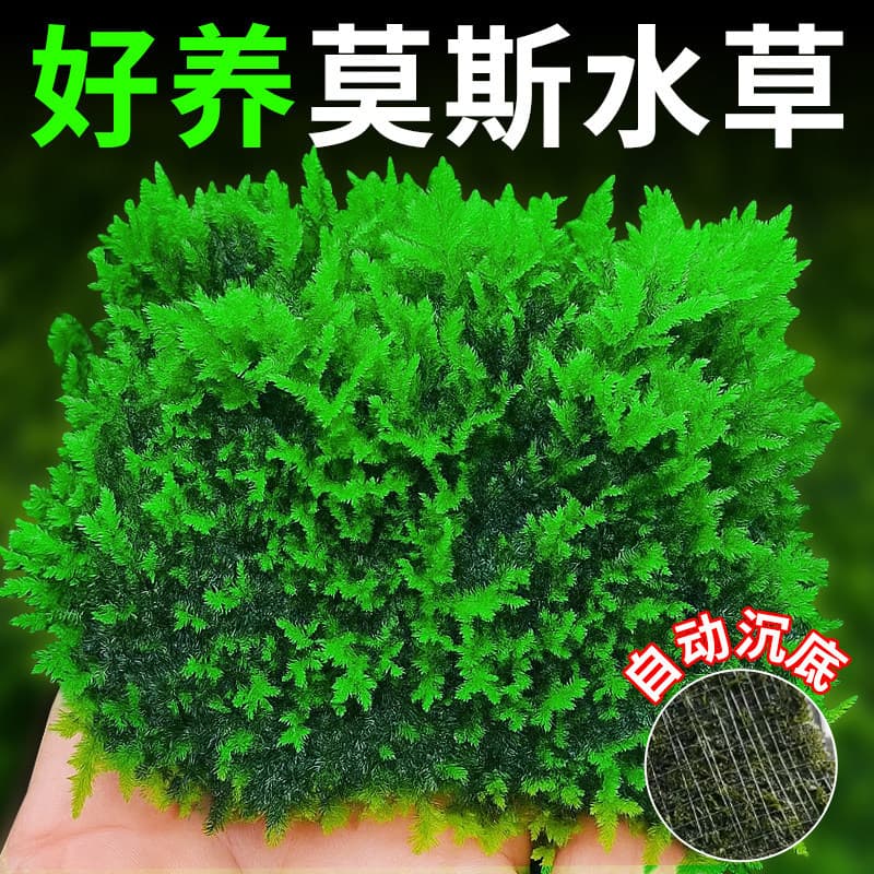 Aquarium Aquatic Plant Moss, Live Moss, Water Purification, Shade Foreground Landscaping, Oxygenating, Bottom Cover, Water Cultivation Plant