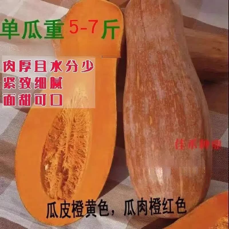 Honey Pumpkin Seeds, Squash Seeds, Honey Pumpkin Seeds, Long Pumpkin Seeds, Sweet, Early Maturing, High Yield