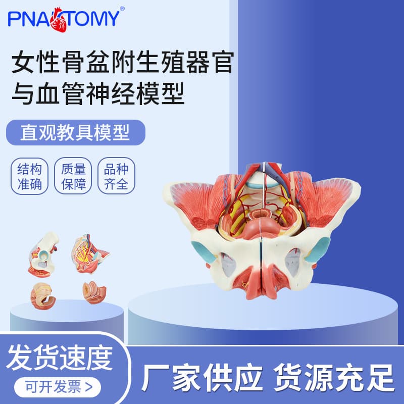 PNT-0591 Supply Human Female Pelvis with Reproductive Organs and Blood Vessels & Nerves Teaching Model