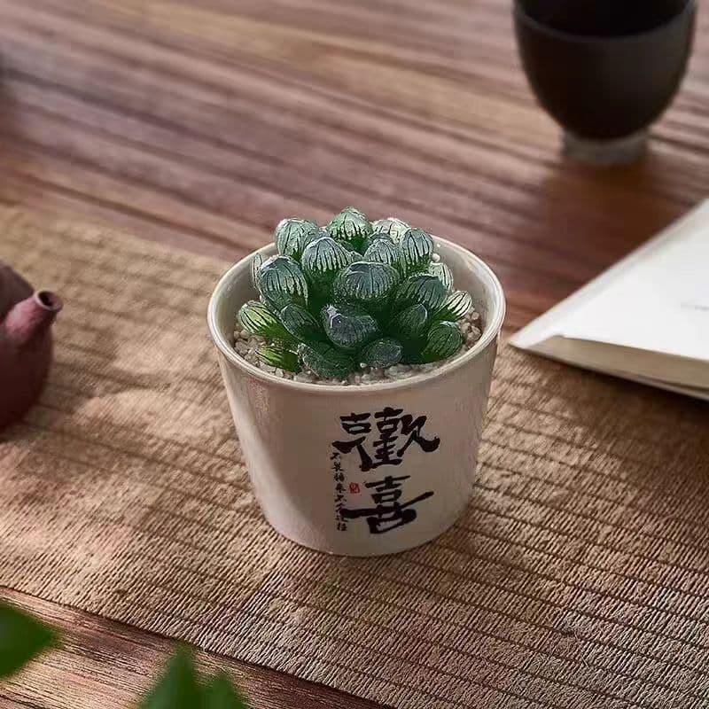 Haworthia cooperi Beginner Green Plant Healing Creative Birthday Gift Succulent Potted Plant Office Indoor Cute Succulent