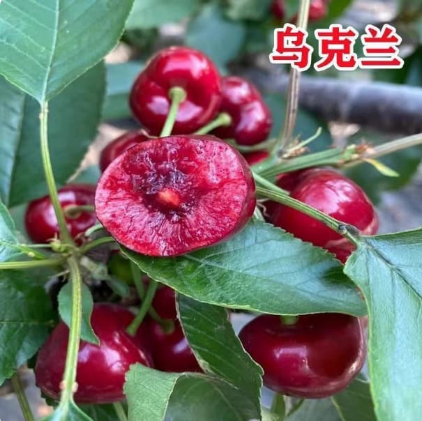 Cherry Tree Seedlings for North and South Planting, Potted and Garden Fruit Trees, Dwarf Cherry Trees, Large Cherry Seedlings