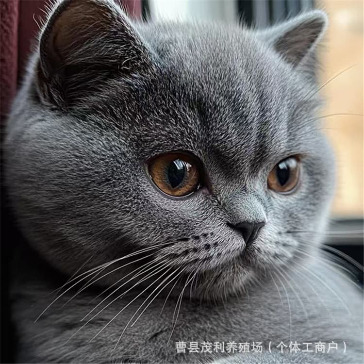 Live Pet Cat, British Shorthair Blue Cat, Chinese Garden Cat, Orange Cat, Cow Cat, Ragdoll Cat, Healthy Growth