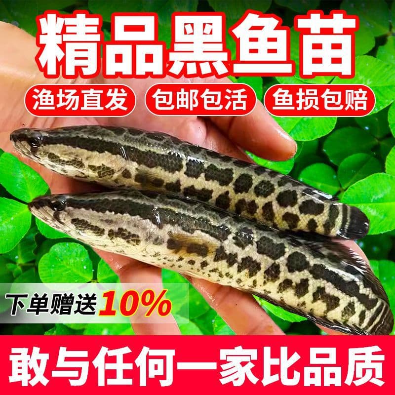Black fish fry wholesale, freshwater aquaculture, edible snakehead fry, cold water snakehead fry, ornamental fish, hardy and easy to keep