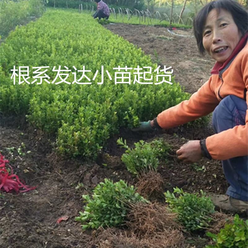 Direct from base: Small-leaved Boxwood Seedlings, Boxwood Seedlings, French Holly Seedlings, Holly Seedlings, Golden-edged Boxwood, Courtyard Trees