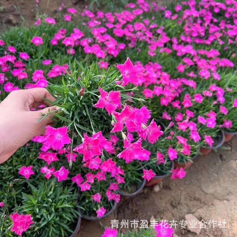 Factory wholesale cold-season perennial flower Dianthus plumarius cup seedlings for community park greening projects, suitable for flower sea planting