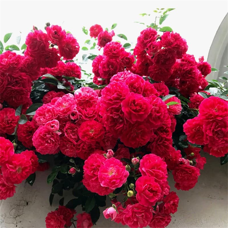 Red and white fragrant woodbine seedlings, potted climbing plants with strong fragrance, four-season climbing roses, courtyard yellow woodbine flowers