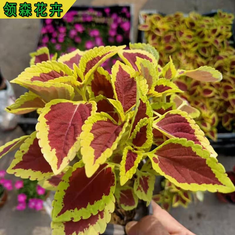 Coleus, a colorful and attractive foliage plant, is a sun-loving and sun-tolerant green plant suitable for potted plants, outdoor gardens, and flower beds.