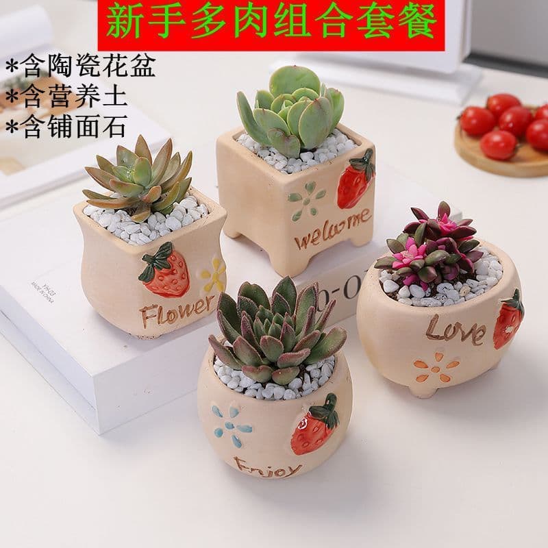 Succulent Plant Set with Pot and Soil, Beginner-Friendly Combination Potted Plants, Easy to Grow, Office Desk Indoor Greenery