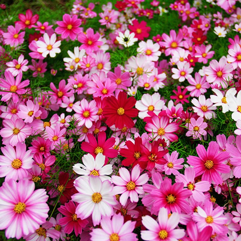 Flower Seeds - Cosmos Seeds, Galsang Flower Seeds, Easy-to-Grow Wildflower Mix, Four-Season Blooming