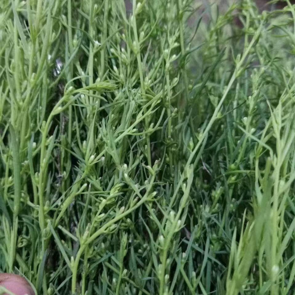 Wheatgrass seeds, Centella asiatica, Millet grass, Pine buds, Artemisia argyi, Green dragon grass, foraging grass, Stoneweed seeds, Pine needle ginseng seeds