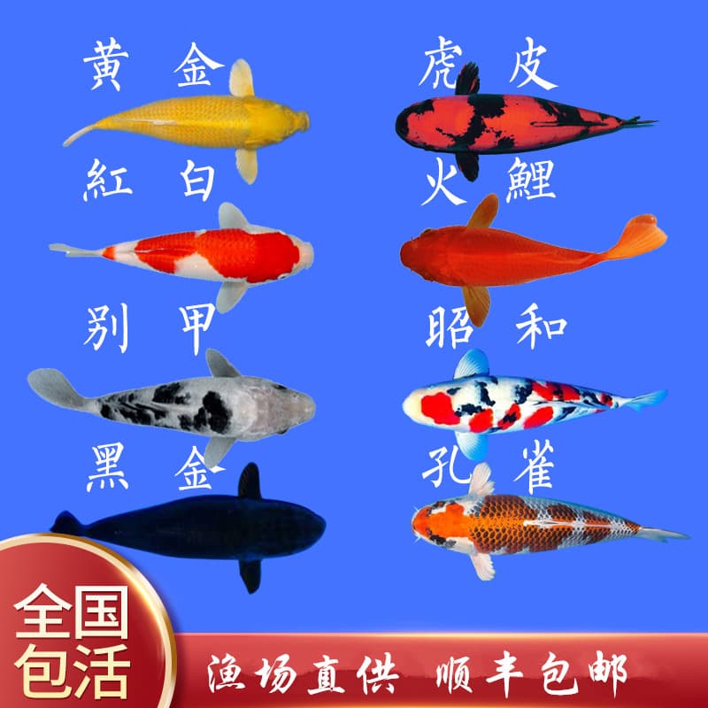Premium Koi Live Ornamental Fish Freshwater Coldwater Fish Japanese Koi Red White Taisho Sanke Showa Kohaku Platinum Koi
