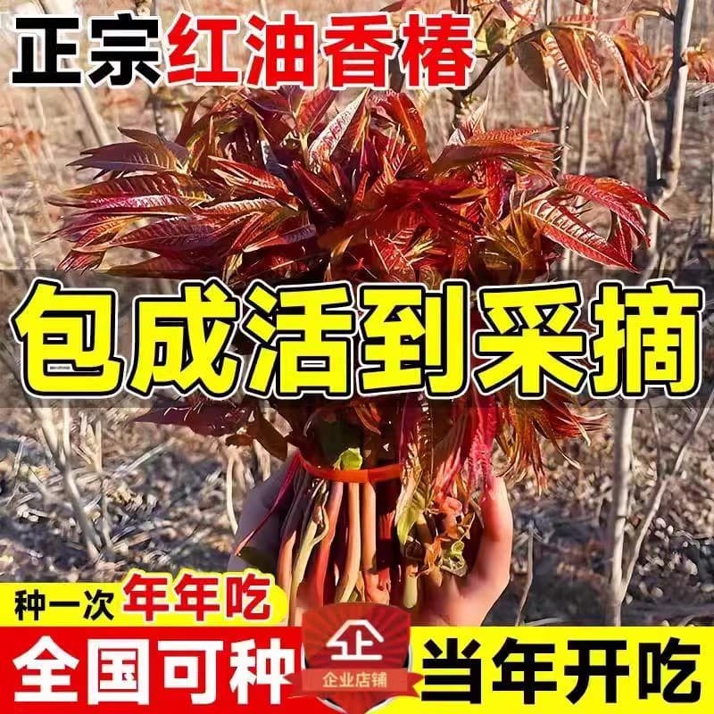 Toon Tree Seedling Red Oil Four Seasons Early Picking Spring Bud Tree Edible Potted Ground Dwarf Toon Seedling Dwarf Potted