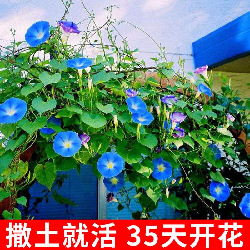 Morning Glory Seeds for Four Seasons Sowing, Easy to Grow Climbing Vine Flower Seeds for Balcony and Garden, Potted Trumpet Flower Seeds
