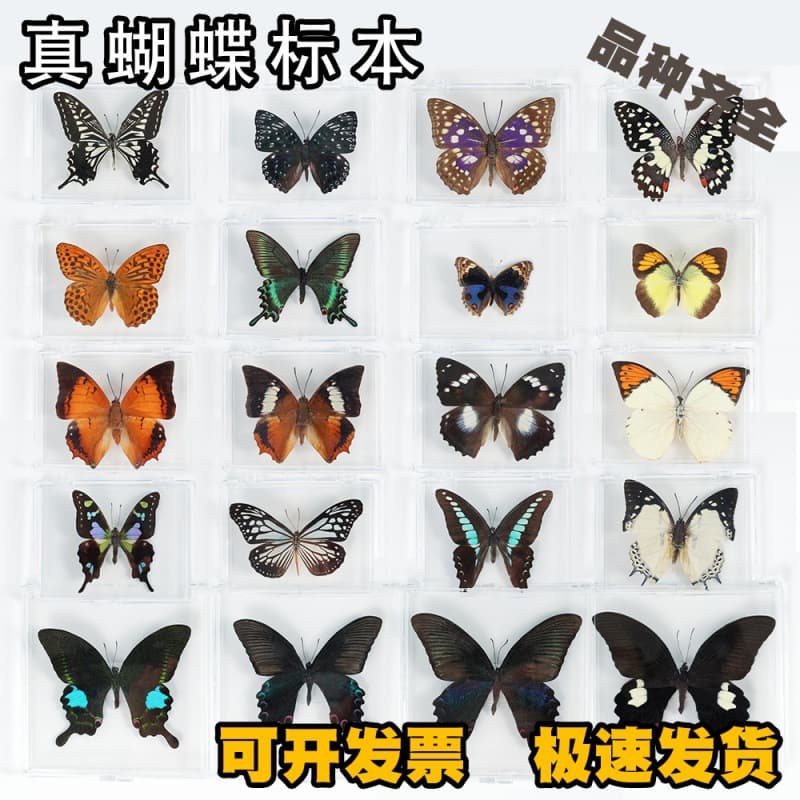 Real butterfly specimen ornaments with spread wings, perfect as creative student birthday gifts, packaged in transparent boxes.