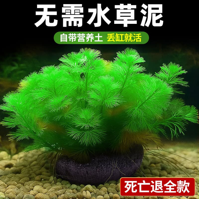 Green Cabomba Aquatic Plant Fish Tank Special Turf Grass Oxygenating Low Light Anubias Aquascaping Eco Tank Water Cultivation Green Plant