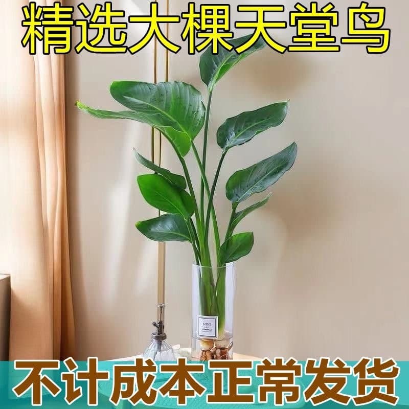 Bird Hydroponic Plant Potted Indoor Shade-Tolerant Easy-Care Strelitzia Evergreen Flower Desktop Large Bird of Paradise