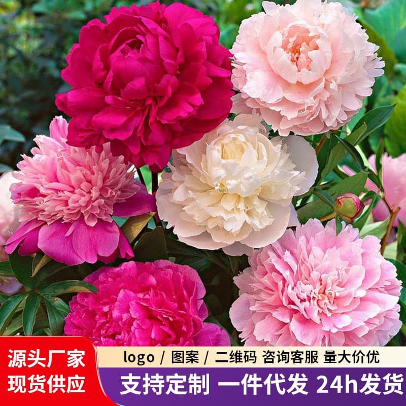 Wholesale peony seedlings with buds, perennial peony root tubers, peony seeds and rootstocks, complete varieties, bulk orders receive preferential prices.