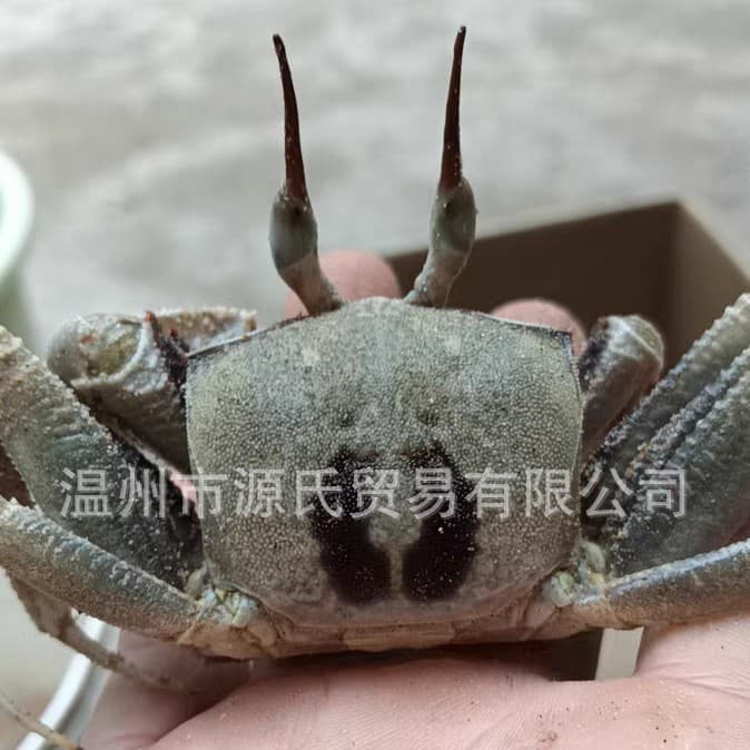 Cute pet small horn-eyed sand crab Chinese pet crab cute ornamental small pet lazy table feeding