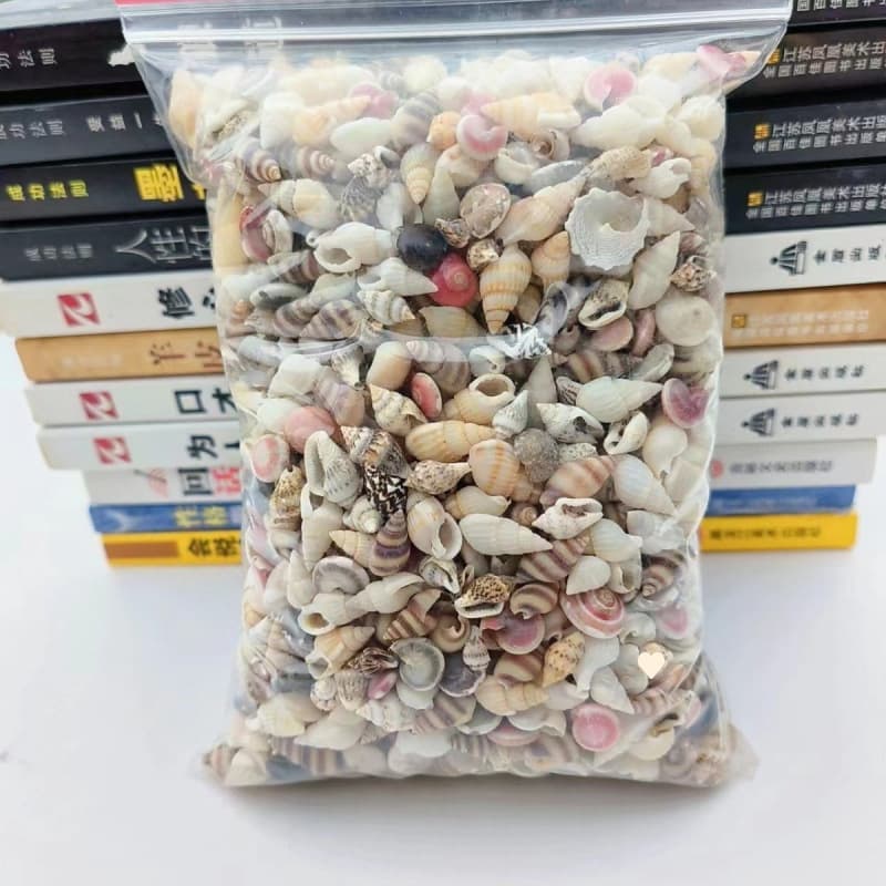 Small Seashells and Conch with Curled Edges Set for Kindergarten Children's Crafts, Aquarium Landscaping, Miniature Scenes
