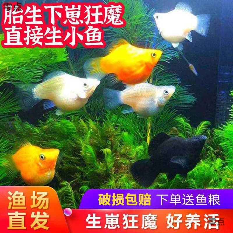 Guppies, Livebearer Mollies, Directly Give Birth to Fry, Easy to Keep Tropical Fish for Beginners, Free Shipping